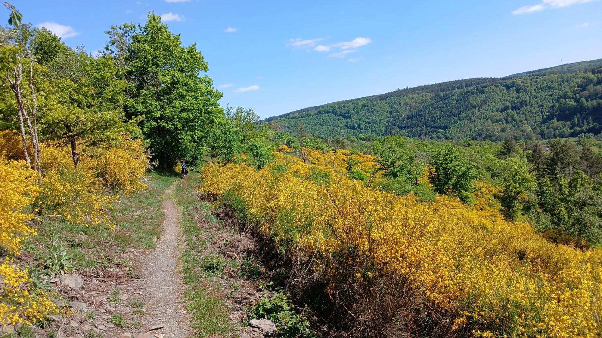 Le Panorama Βίλα La-Roche-en-Ardenne Εξωτερικό φωτογραφία